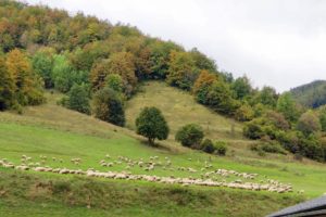 Stádo oviec za oknami v centre ALAVITA